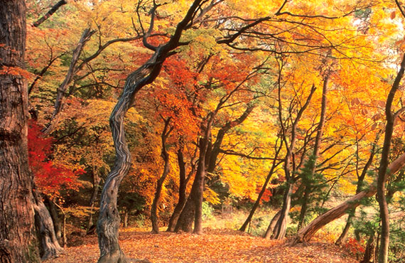 德岘丹枫 ( 枫林 )