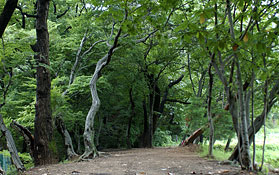 덕고개 당숲제 이미지